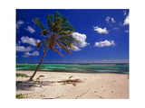Grand Cayman Beach With A Palm Tree