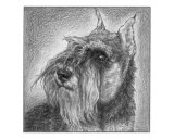 Schnauzer