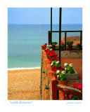 Wall Flowers  Costa Brava  Spain
