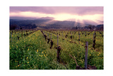 Napa Valley Sunset  Oakville  California