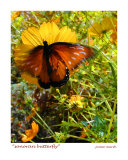 Sonoran Butterfly  Tucson  Arizona