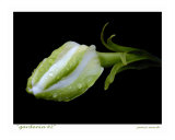 Gardenia 2