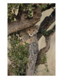 Cheetah Cub Climbing