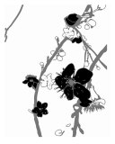 White N Black Cherry Blossom