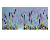 Cattails For Anne