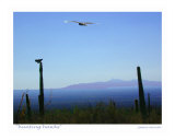 Hunting Hawks  Tucson  Arizona