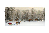 Deer In Forest
