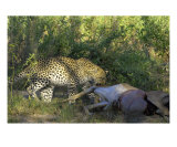 Leopard With Carcass