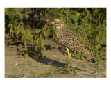Spotted Thick-Knee
