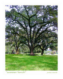 Summer Bench  Chain Of Parks  Tallahassee  Florida