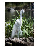 Egret