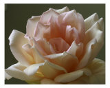 Rose 112