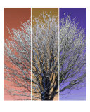 Ice Tree Three