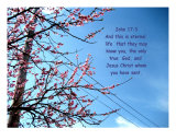 Cherry Tree Blossoms With Scriptures
