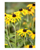 Chorus Of Black-Eyed Susans