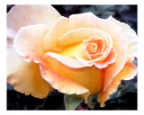 Last Rose In Winter
