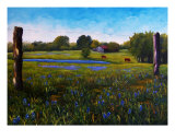 Barbed Wire & Bluebonnets