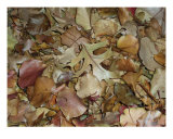 Fall Leaves