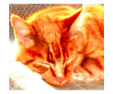 Sleeping Cat