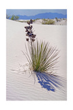 Yucca  White Sands National Monument  New Mexico
