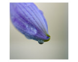 Drop