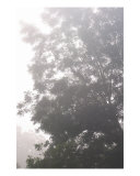 Misty Trees