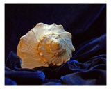 Shell On Blue Velour