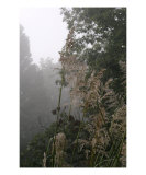 Grasses And Mist