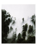 Fog and Redwoods