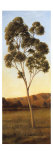 Lonely Eucalyptus I