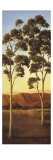 Lonely Eucalyptus II