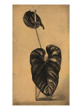 Graceful Curves I