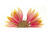 Pressed Flower Abstract no 10