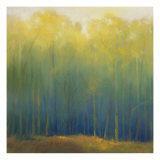 Deep Woods in Summer