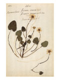 Ficaria