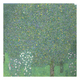 Rosiers sous les arbres