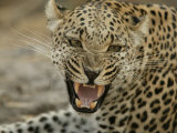 Female Leopard  Panthera Pardus  Snarling  Mombo  Okavango Delta  Botswana