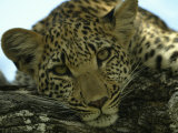 Female Leopard  Panthera Pardus  Resting on a Log  Mombo  Okavango Delta  Botswana
