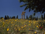 Ancient Roman Columned Ruins Amid Wildflowers in Sicily  Italy