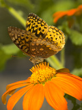 Skipper Butterfly Sipping Nectar from an Orange Flower  USA