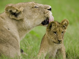 Lion Cub Being Groomed by Female  Duba  Okavango Delta  Botswana