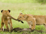 Lion Cubs Playing  Duba  Okavango Delta  Botswana