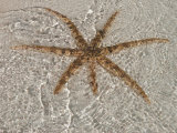 Close View of Starfish on Zanzibar Island  Tanzania  Africa