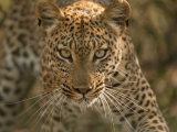 Portrait of a Leopard  Panthera Pardus  Mombo  Okavango Delta  Botswana