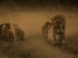 African Lioness and Cubs  Panthera Leo  Walking at Twilight  Okavango Delta  Botswana