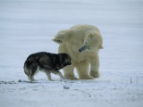 Churchill  Manitoba  Canada