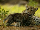 Leopard Licks a Young Cub  Mombo  Okavango Delta  Botswana