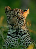 Leopard  Panthera Pardus  Resting in the Grass  Mombo  Okavango Delta  Botswana