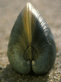 Clam Shell Standing on its Edge in Sand  Cape Cod  Massachusetts