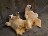Two Lounging Polar Bears  Omaha  Nebraska